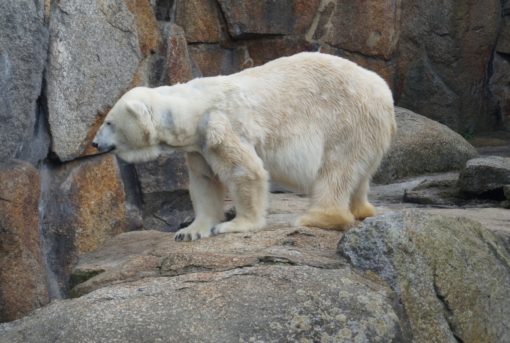 Сегодня отмечается День белого полярного медведя